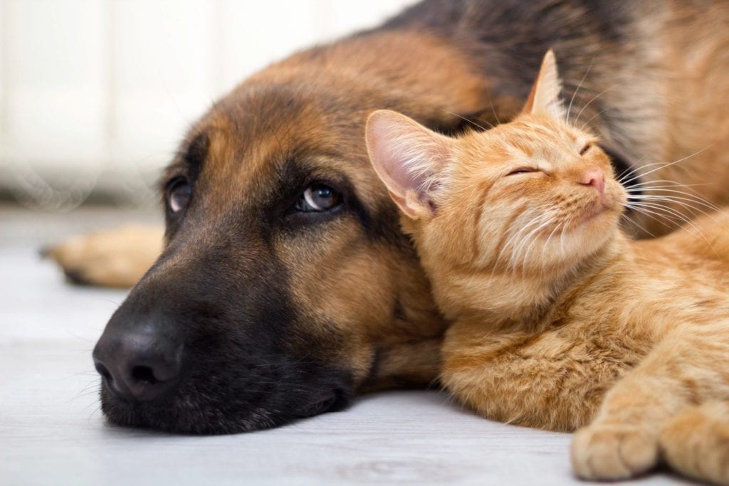 A cute view of a cat and a dog sitting together